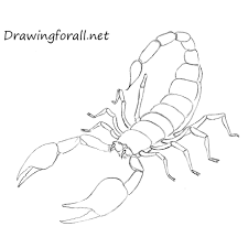 We did not find results for: How To Draw A Scorpion