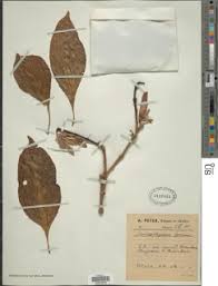 Image result for Sclerochiton hirsutus