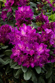 Huskymania Rhododendron Monrovia Huskymania Rhododendron Rhododendron Monrovia Plants Flowering Vines