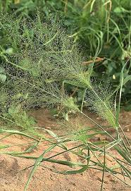 Image result for Eragrostis aspera