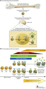 Image result for B-Lymphocyte