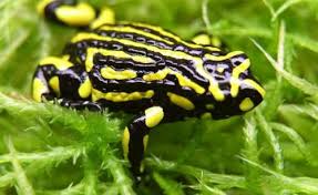 Black And Yellow Frog Australia Because Of Its Bright Yellow And Black Stripes The Critically Endangered Southern Corroboree Frog Is One Of Australia S Frog Species Frog Most Poisonous Frog