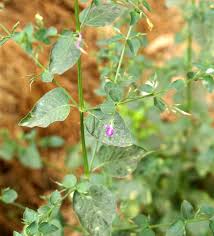 Image result for Dicliptera paniculata