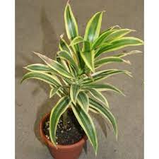 Comparatively, reflexa plants are more tolerant to hot than cold. Well Watered Green Dracaena Reflexa Plant Rs 150 Plant Leafy Labs Private Limited Id 22119240333
