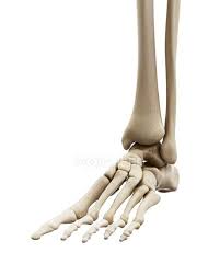 Check spelling or type a new query. Illustration Of Human Foot Bones On White Background Digitally Generated Health Stock Photo 243438514
