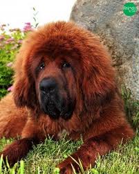 Canil De Mastim Napolitano Em Sp Canil Salamaleck Perfeitos Filhotes De Mastim Tibetano Em 2020 Mastim Tibetano Mastim Canil