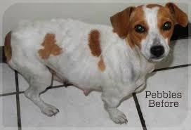 Adoption/viewing of pets by potential adopters by appointment only. Jack Russell Puppies For Adoption Gauteng