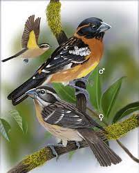 Pine siskins (left side) female black headed grosbeak(right) red cross bills. Black Headed Grosbeak Whatbird Com