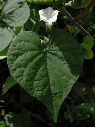 Image result for Ipomoea oenotherae