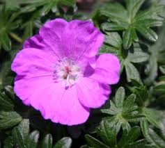 Image result for Geranium sanguineum Max Frei
