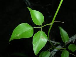 Image result for Jasminum fluminense