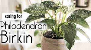 Maybe you would like to learn more about one of these? Philodendron Birkin Plant Care Guide For Beginner Growers