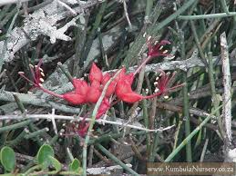 Image result for Cadaba glaberrima