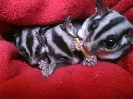 Pet Sugar Gliders Diet Exotic Pets