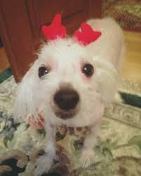 Aaaal U Neeed For Christmas Is Meeee Christmasdoggo Deerdog Deer Christmasmood Hilariousdogsofinstagram Chinese Crested Animals Dogs