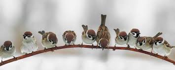 Wie sie die vögel im winter füttern können bzw. Vogel Verantwortungsvoll Futtern