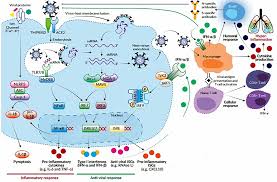 Treatment can help keep the symptoms of myasthenia gravis under control so that you're able to live a largely normal life. Frontiers Pathophysiology And Potential Therapeutic Candidates For Covid 19 A Poorly Understood Arena Pharmacology