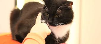 Je seltener eine katzenrasse ist, desto teurer sind sie im regelfall. Katze Und Baby 7 Tipps Furs Erste Jahr Tierisch Wohnen