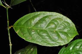 Image result for Gnetaceae