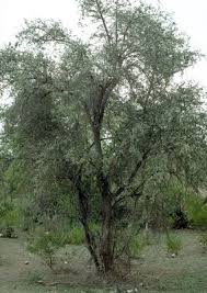 Image result for Balanites aegyptiaca