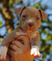 Baby Pitbull Black And Brown Pin On Everything Pitbull