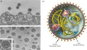 Until recently, members of the monogeneric family arenaviridae (arenaviruses) have been known to infect only muroid rodents and, in one case, possibly phyllostomid bats. Arenaviridae Sciencedirect