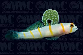 Image result for Lepidagathis randii