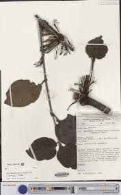 Image result for Phragmanthera capitata