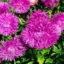 Aster Seed Aster Callistephus Violet Needle Flower Seeds Flower Seeds Flowers Perennials Flowers