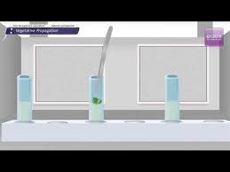 It was initially called dormant. Plant Tissue Culture Types Techniques Process And Its Uses