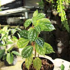 Image result for Pilea cadierei