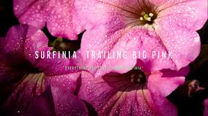 Image result for foto surfínie