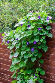 Morning glory flowers are a cheerful, oldfashioned type of bloom. Morning Glory Ipomoea Flowers Twine Upward Wooden Fence Stock Photo Picture And Royalty Free Image Image 80487989