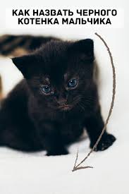 kak nazvat chernogo kotenka malchika kotyata malchiki kot