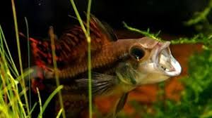 Recommended tank parameters for cockatoo dwarf cichlid. Apisto Eggs Triple Red Apistogramma Cacatuoides Species Spotlight Youtube