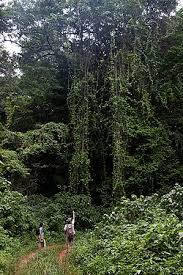 Image result for Tannodia swynnertonii