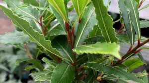The narrow foliage emerges chartreuse on red stems, and then becomes a rich, sage green. Houseplants You Can Eat Beautify Your Home Provide Nutritious Fruit