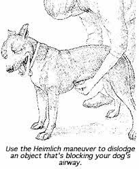 Heimlich maneuver for smaller dogs carefully hold your dog on your lap and turn them onto their back, then using the palm of your hand apply pressure right beneath the rib cage and push firmly inwards and upwards 5 times in a thrusting motion. How To Perform The Heimlich Maneuver On Dogs
