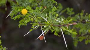 Image result for Acacia exuvialis
