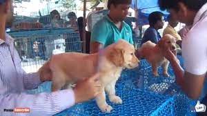 Our puppies range between inr 9,000 to inr 5, 00,000 depending upon the kind of the dog, (i.e. Best Golden Retriever Puppy In Galiff Street Pet Market Kolkata Youtube