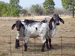 Brahman cattle characteristics the brahman cattle are medium to large sized animals. Brahman Cattle Ranching Beef Cattle Animals