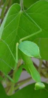 カマキリは葉っぱ食べますか キウイの葉っぱが何者かに半分くらい食 Yahoo 知恵袋