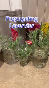 Image result for lavender cuttings