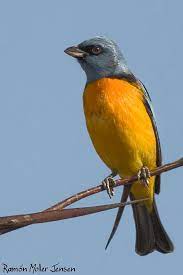 Pin On Birds Thraupidae Group 2 Typical Colorful Tanagers