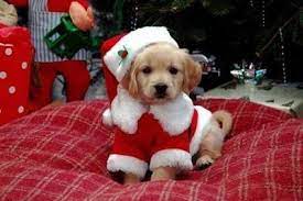 We did not find results for: Pin On Christmas Puppies