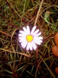 Image result for Felicia filifolia