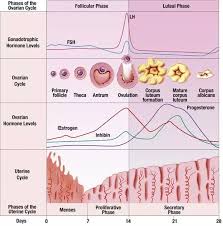 How Long Does It Usually Take To Get Pregnant After Having An Mirena Iud Removed I Had It Removed 09 24 17 And Still No Luck Also I Take Prenatal Vitamins On A Daily