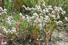 Image result for Polycarpaea corymbosa