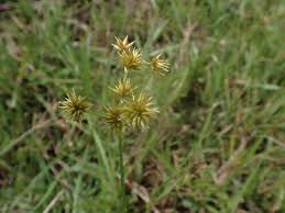Image result for Rhynchospora holoschoenoides