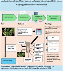 Image result for Androstachys